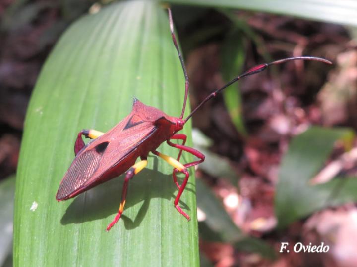 Melucha biolleyi
