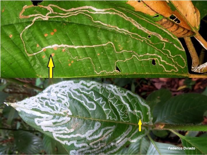 Reconociendo el inicio del "camino".