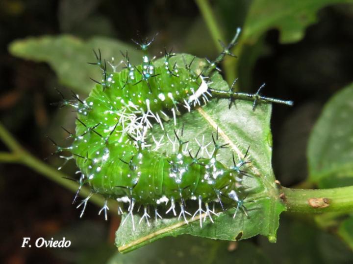 Nessaea aglaura aglaura (Larva Nessaea norteña)
