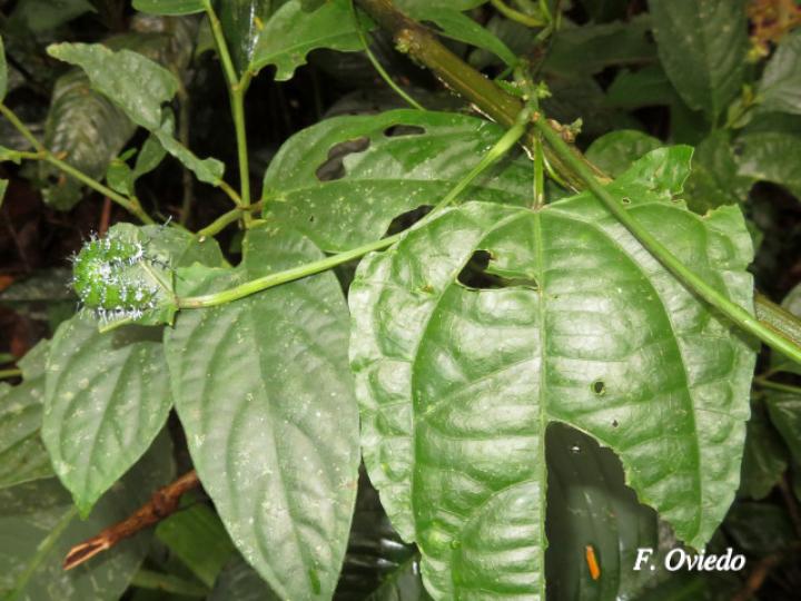 Nessaea aglaura aglaura (Larva Nessaea norteña)