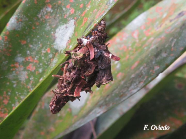 Oiketicus kirbyi (Bicho canasto)