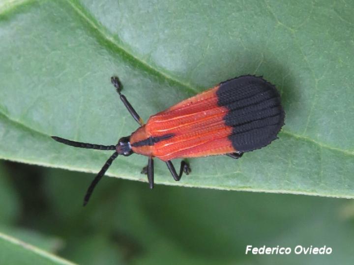 Oxychalepus posticatus