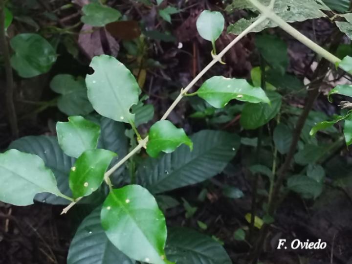 Pisonia aculeata (Pegapollo, Uña de tigre)