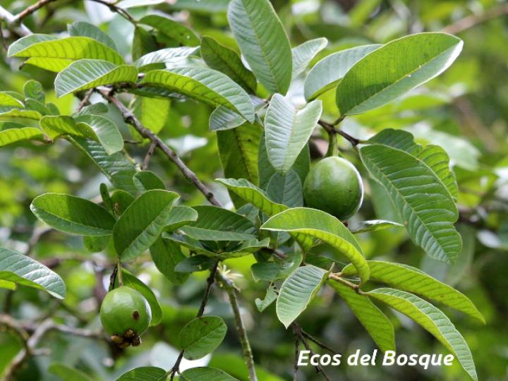 Psidium guajava (Guayaba)