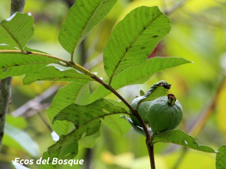 Psidium guajava (Guayaba)