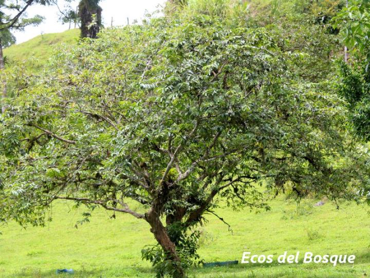 Psidium guajava (Guayaba)