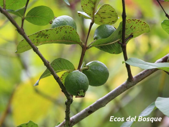 Psidium guajava (Guayaba)