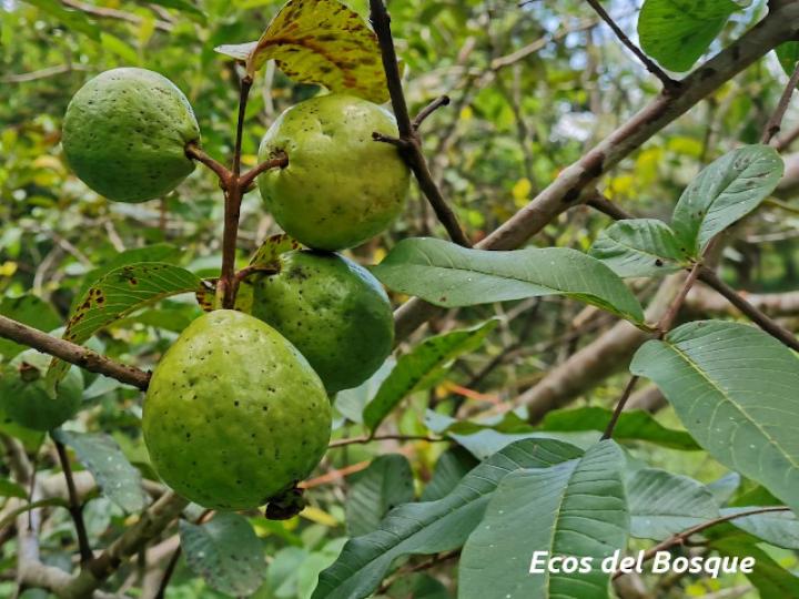 Psidium guajava (Guayaba)