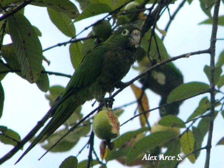Psidium guajava (Guayaba)