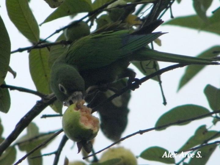 Psidium guajava (Guayaba)