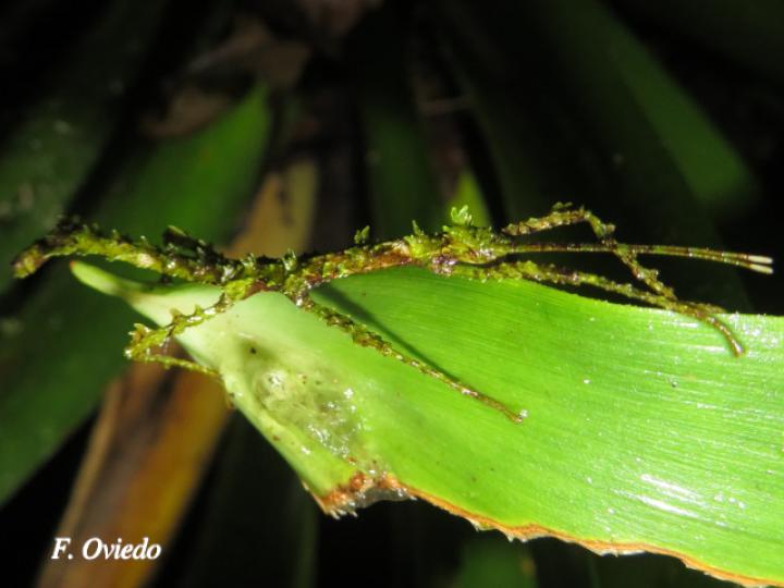 Rhynchacris ornata