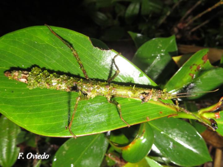 Rhynchacris ornata