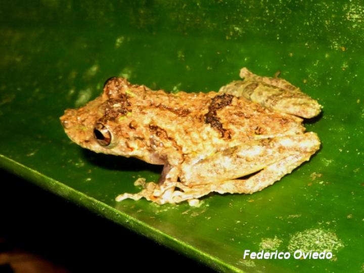 Scinax boulengeri (Rana nariguda de árbol)