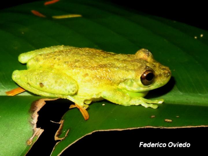 Scinax elaeochroa (Rana verde oliva de hocico largo)