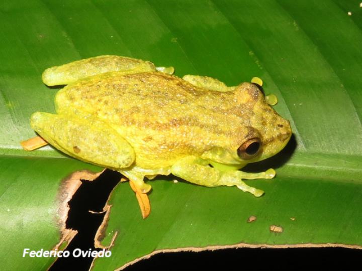 Scinax elaeochroa (Rana verde oliva de hocico largo)