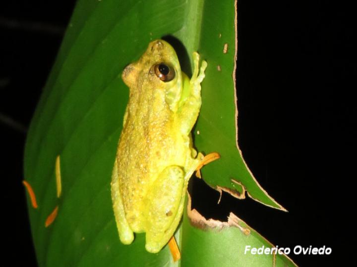 Scinax elaeochroa (Rana verde oliva de hocico largo)