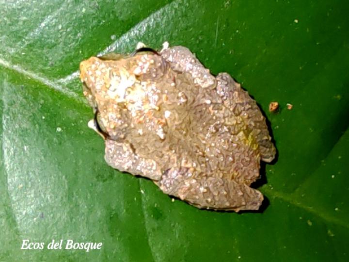 Scinax elaeochroa (Rana verde oliva de hocico largo)