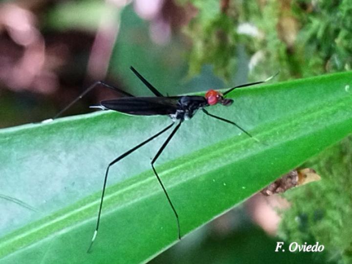 Scipopus heteropus