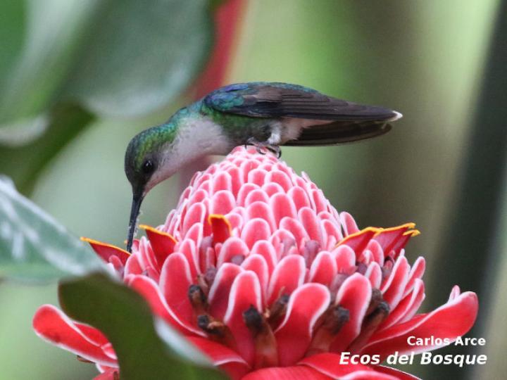 Thalurania colombica en Etlingera elatior