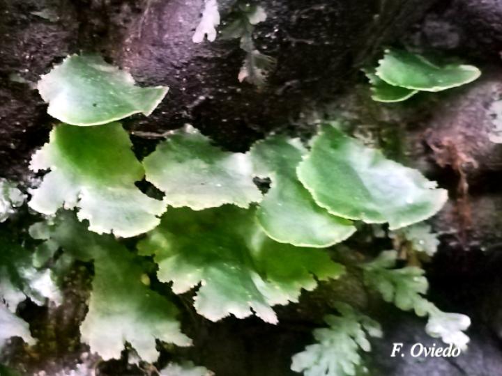 Trichomanes membranaceum