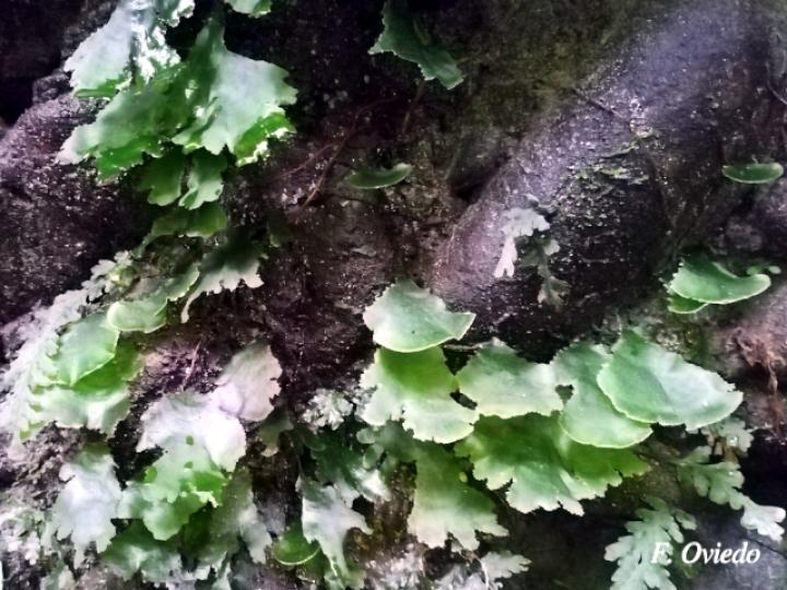 Trichomanes membranaceum
