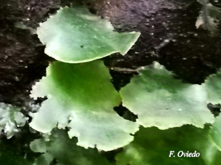 Trichomanes membranaceum