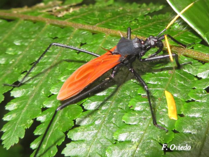Zelurus spinidorsis