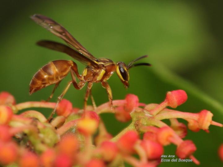 Agelaia centralis (Avispa de cavidades central)