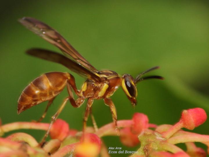 Agelaia centralis (Avispa de cavidades central)