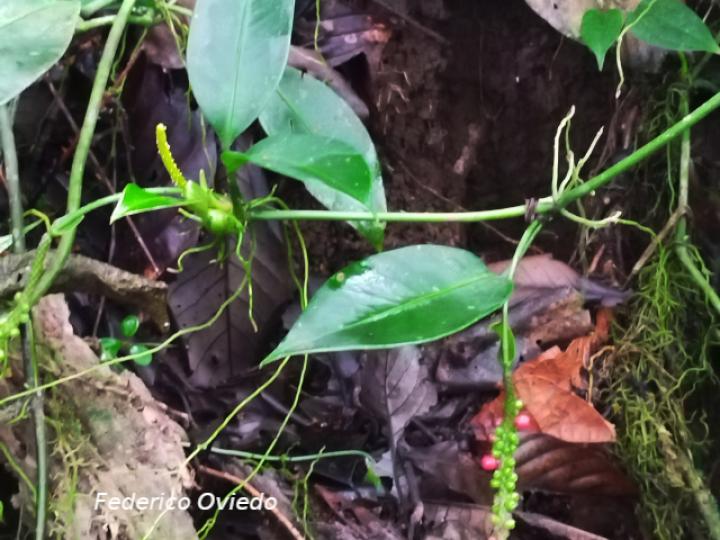 Anthurium interruptum