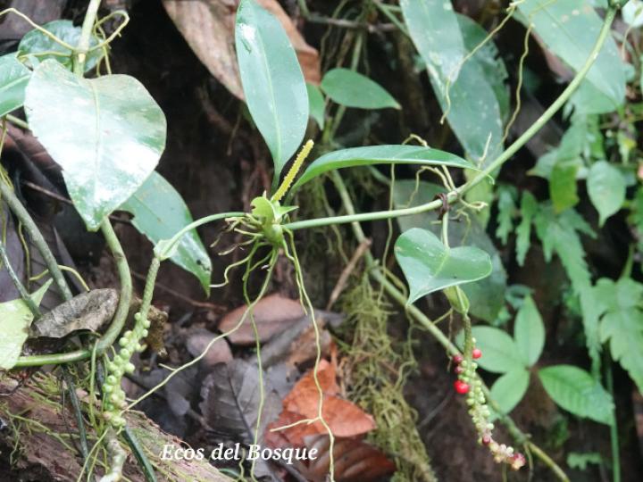 Anthurium interruptum