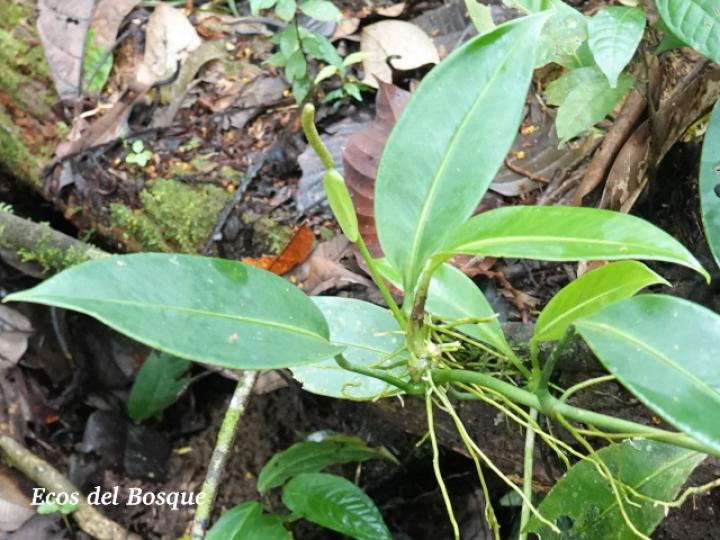 Anthurium interruptum