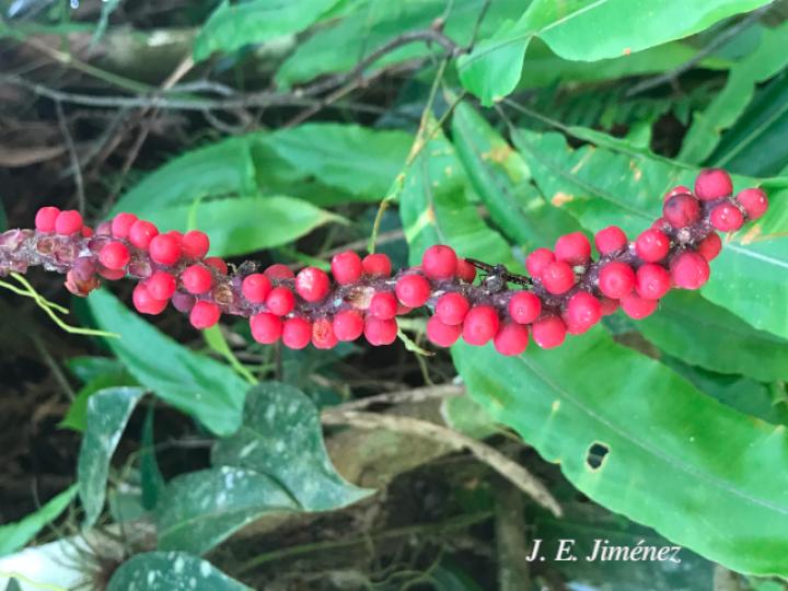 Anthurium interruptum