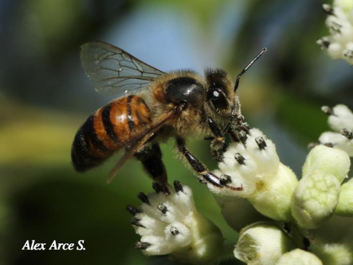 Apis mellifera (Abeja europea)