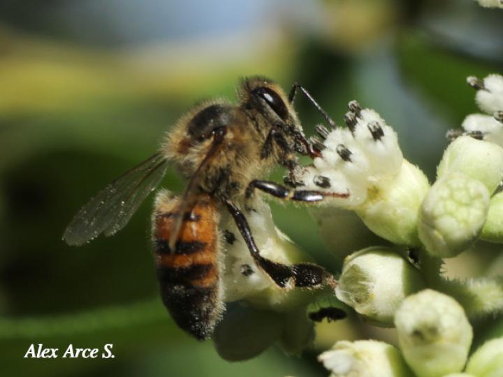 Apis mellifera (Abeja europea)