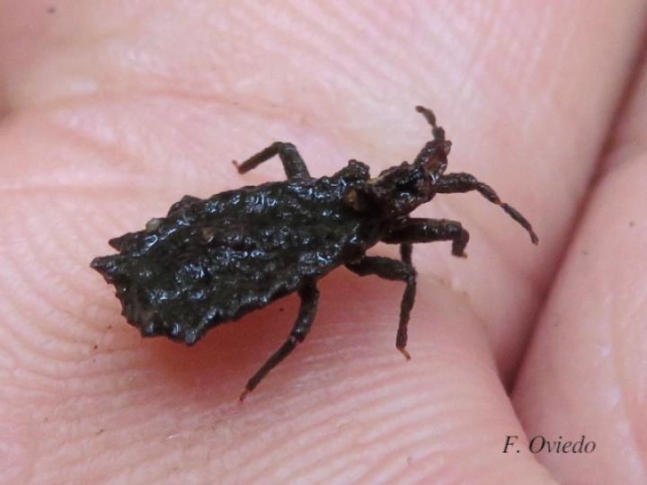 Artagerus histricus (Chinche plana)