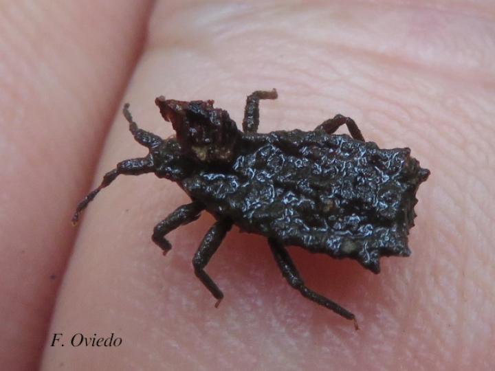 Artagerus histricus (Chinche plana)