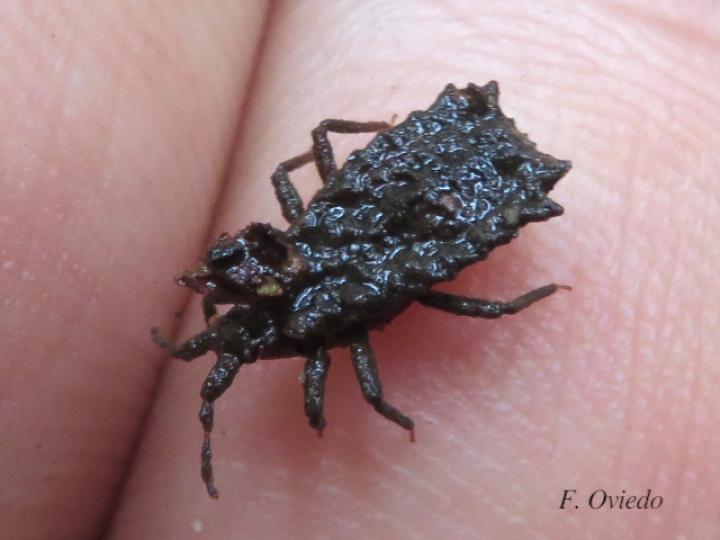 Artagerus histricus (Chinche plana)