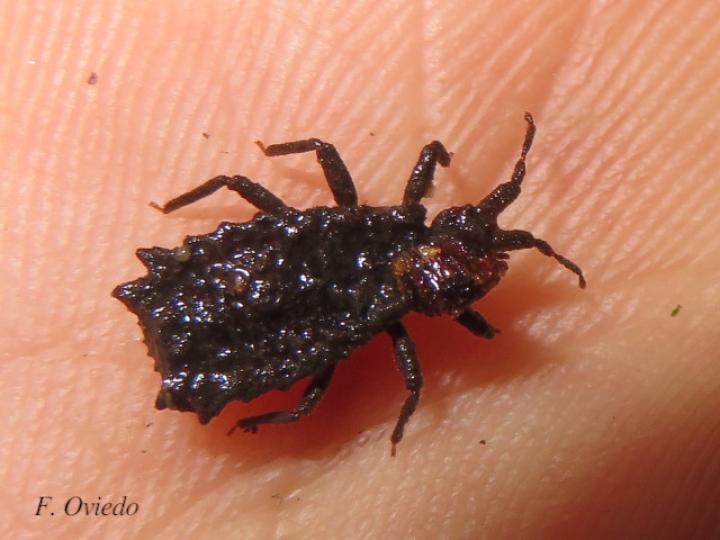 Artagerus histricus (Chinche plana)