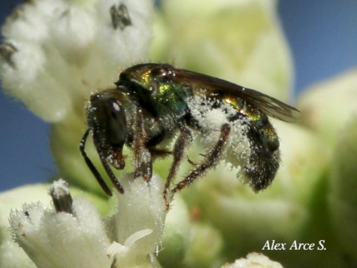 Augochlorella aurata (Avispa del sudor)