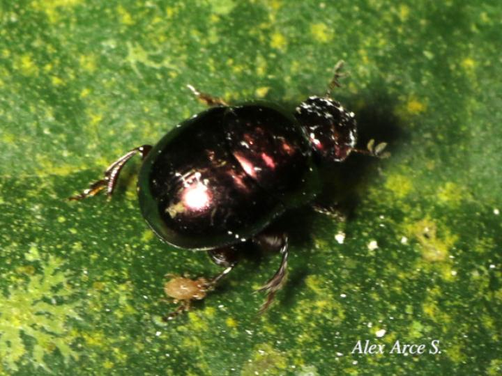 Canthon euryscelis (Escarabajo pelotero)