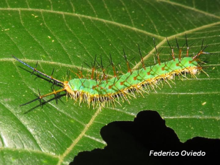 Catonephele sp