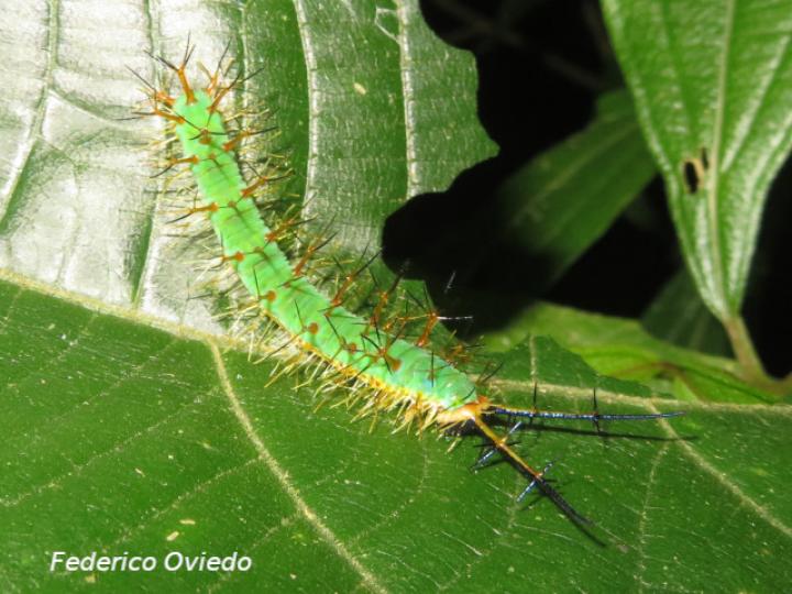 Catonephele sp