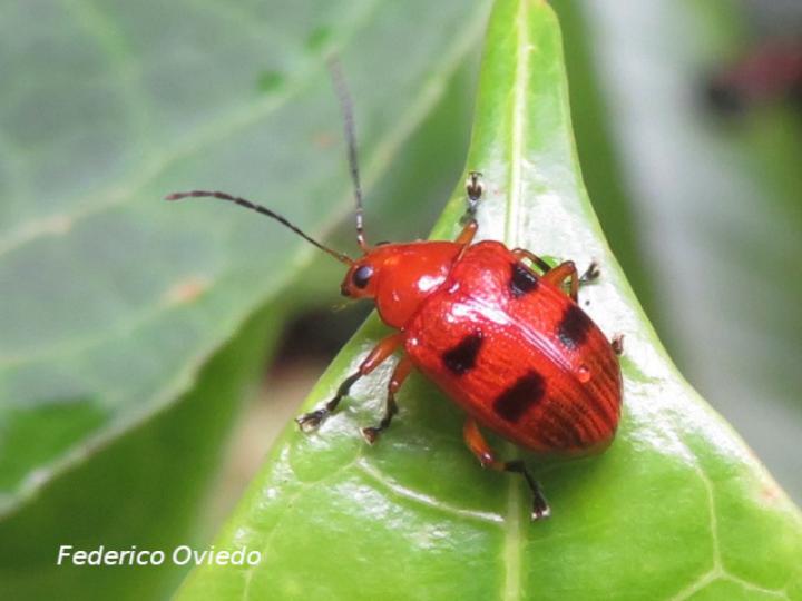 Chelobasis perplexa