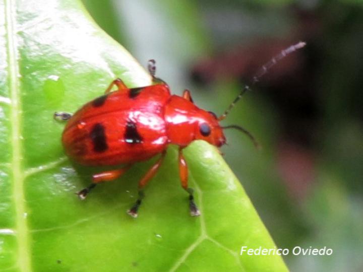 Chelobasis perplexa