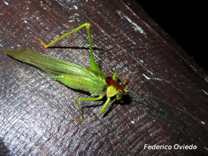 Euceraia atryx