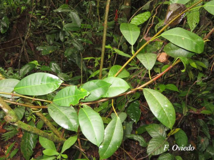 Ficus schippii