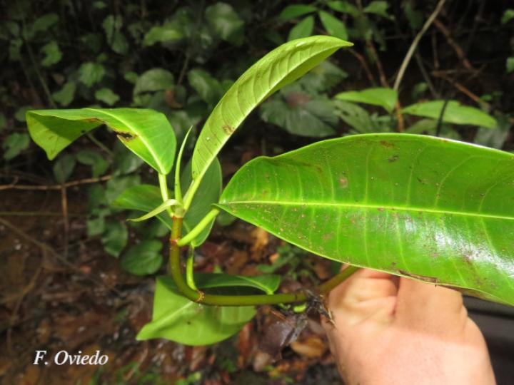 Ficus schippii