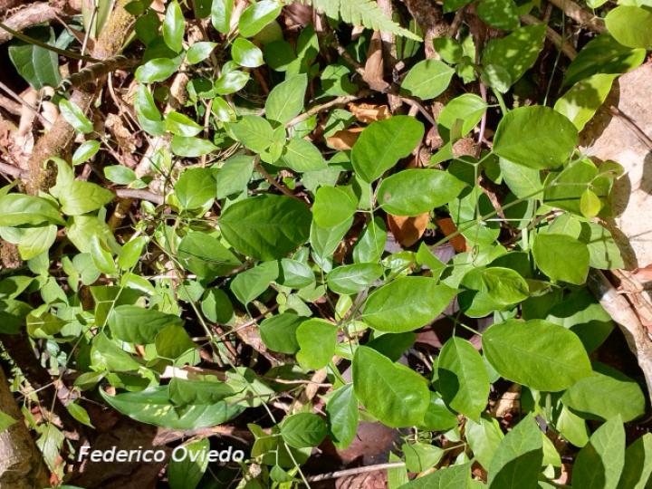 Fridericia schumanniana (Basto colorado)