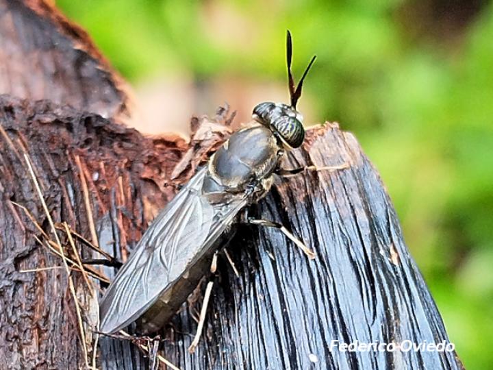 Hermetia illucens (Mosca soldado negro)